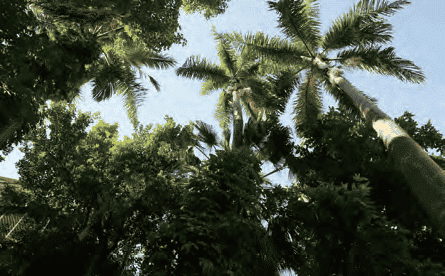 青田七六-後院的大王椰子樹